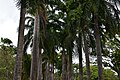 Français : Allée d'arbre dans les jardins de l'habitation Clément en Martinique.