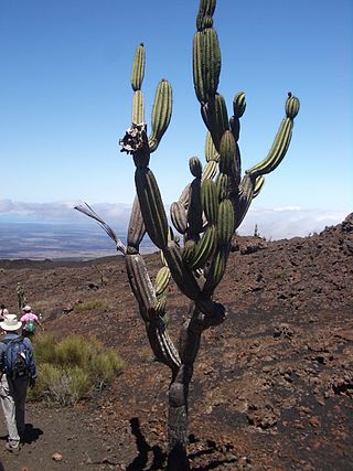 <i>Jasminocereus</i> Genus of cacti