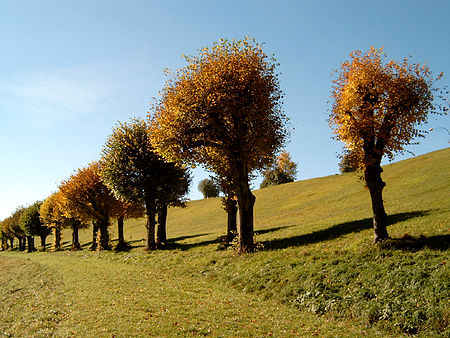 Johannishügel Tutzing Allee