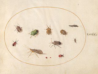 Animalia Rationalia et Insecta (Ignis):  Plate LXXIX