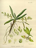 Thumbnail for Sarcochilus australis