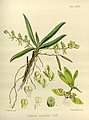 Sarcochilus australis (as syn. Gunnia australis) volume 3 pt. 2 plate 128 in: Joseph Dalton Hooker Flora Antarctica - vol. 3 pt. 2 (Orchidaceae) (1860)