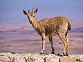 Image 3Young Nubian ibex (Capra nubiana) on a stone wall by the edge of Makhtesh Ramon in Mitzpe Ramon.