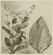 Tobacco plant and leaf, Deli, Sumatra, circa 1905. C.J. Kleingrothe