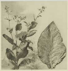 Tobacco plant and tobacco leaf from the Deli plantations in Sumatra, 1905 KITLV - 26868 - Kleingrothe, C.J. - Medan - Tobacco plant and tobacco leaf, Deli - circa 1905.tif