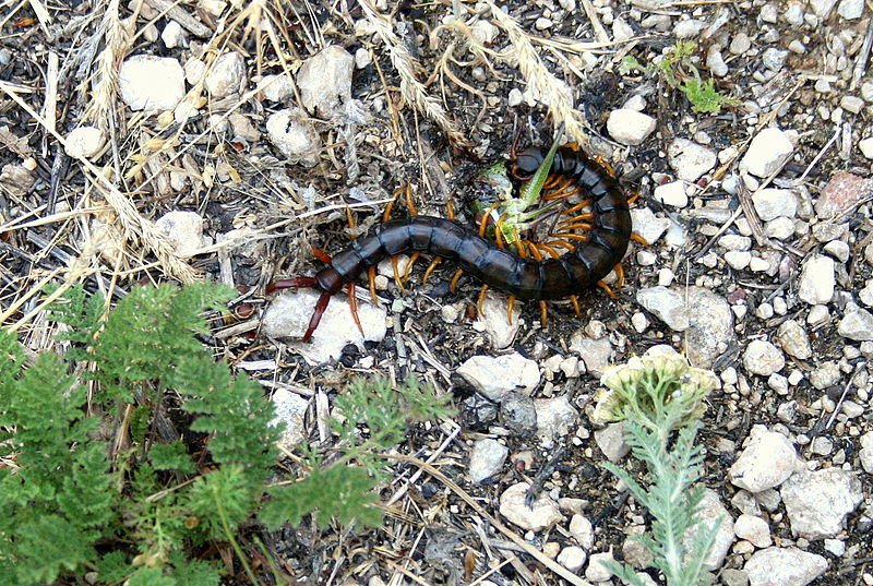 File:Karadaz'ky pryrodny zapovidnyk Scolopendra.JPG