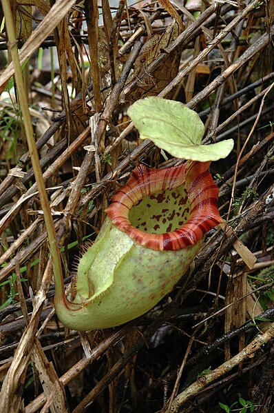 File:Kinabalu N.× alisaputrana.jpg