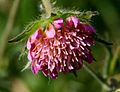 Knautia arvensis ENBLA10.jpg