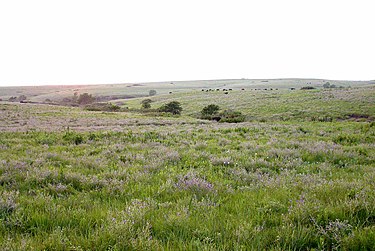 Bunch-tussock grasses in the Konza tallgrass prairie Konza1.jpg