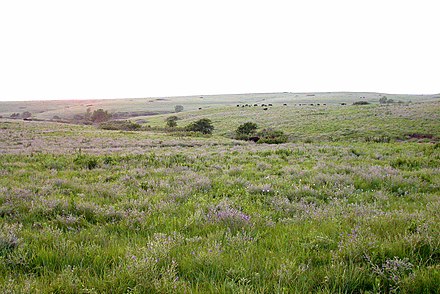 The Konza tallgrass prairie in the Flint Hills of northeastern Kansas
