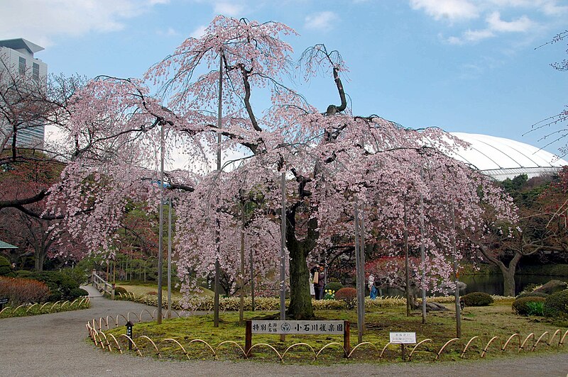 File:Koshikawa Kourakuen Sakura.JPG