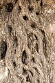 * Nomination Centuries-old olive grove (here: trunk of an olive tree) at Megalopotamos, Asomatos, Crete, Greece --XRay 04:01, 4 October 2023 (UTC) * Promotion  Support Good quality -- Johann Jaritz 04:05, 4 October 2023 (UTC)