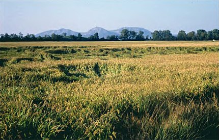 L'estany de Pals (Baix Empordà), 27 de setembre de 2001