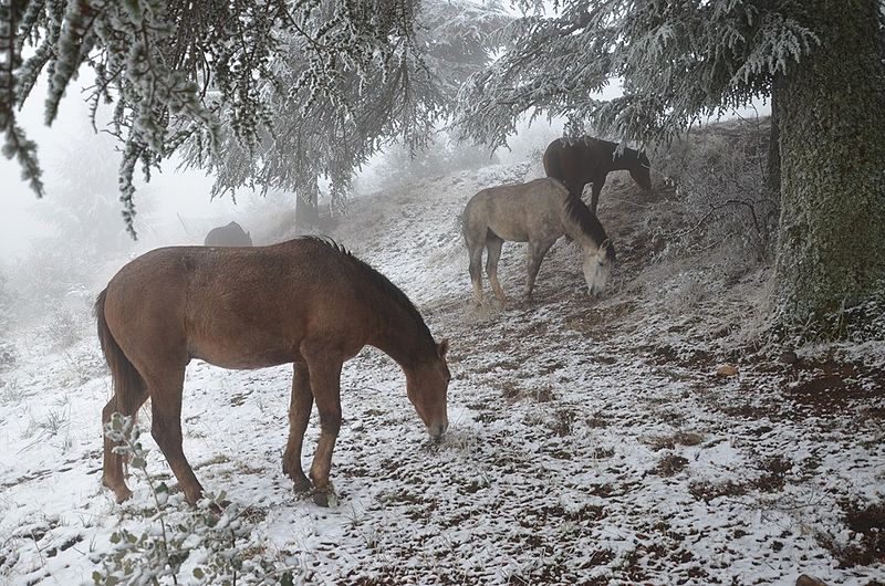 File:La foret des cèdres de Theniet El Had 003.jpg