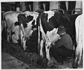 Lancaster County, Pennsylvania. Although herds are large and barns are generally well equipped, muc . . . - NARA - 521114.jpg