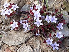 Langloisia setosissima 1.jpg