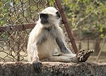 Thumbnail for Flora and fauna of Odisha