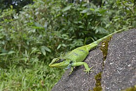Large-scaled Forest Lizard (Calotes grandisquamis) by Sandeep Das.jpg