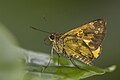 * Nomination Large pathfinder skipper (Pardaleodes tibullus) --Charlesjsharp 11:18, 28 December 2023 (UTC) * Promotion Good quality. --DXR 12:36, 28 December 2023 (UTC)