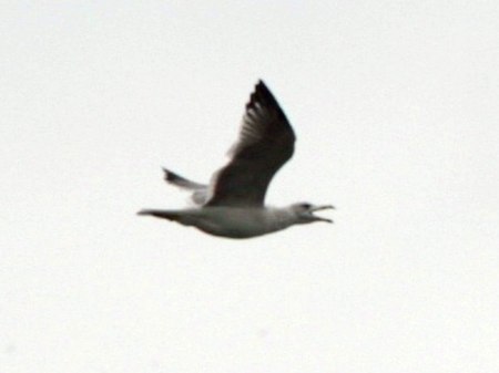 Larus armenicus cropped.jpg