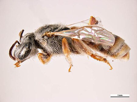 Lasioglossum_albopilosum