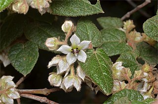 <i>Lasiopetalum schulzenii</i> Species of plant