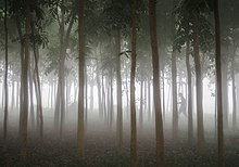 Des troncs d'arbres se dressent dans le brouillard ; sur un coté, la silhouette d'un homme, à peine visible.