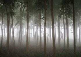 Lawachara National Park during winter. Photograph: Apu Jaman