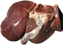 The liver and gallbladder of a sheep Leber Schaf.jpg