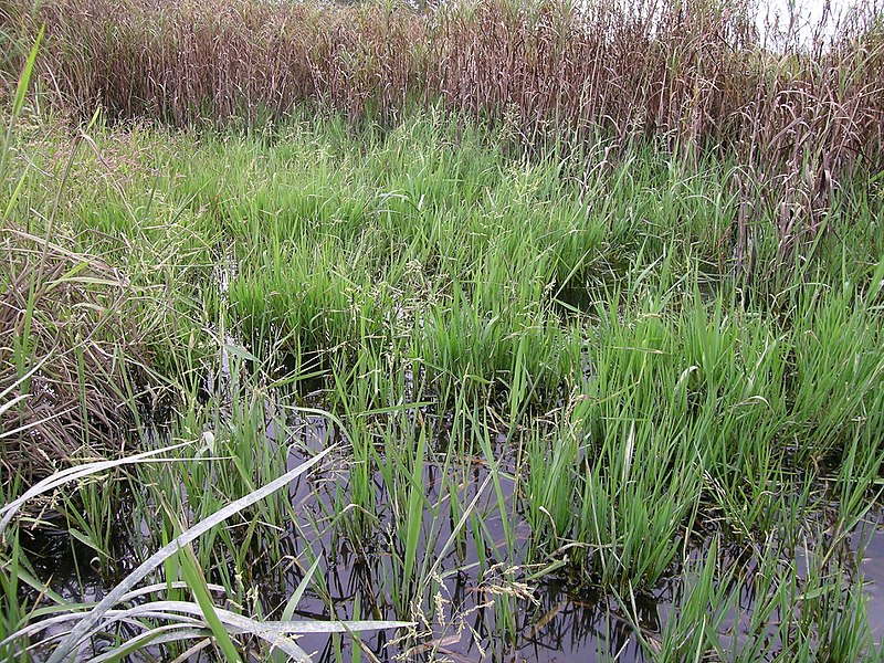 File:Leersia hexandra habit2 (8236312460).jpg