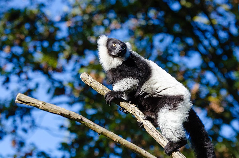 File:Lemur (30988946222).jpg