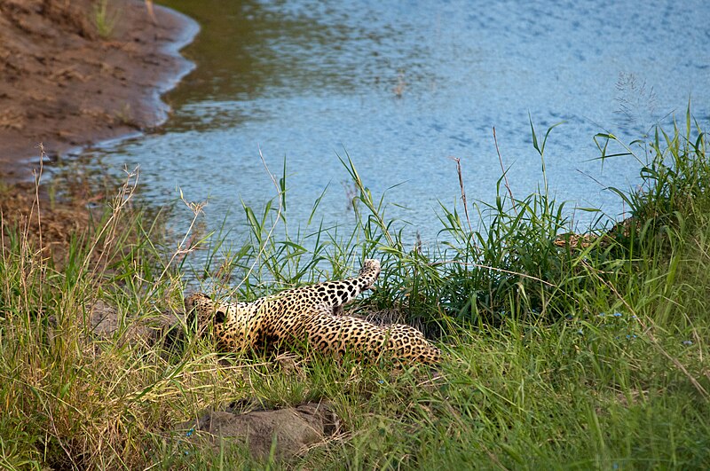 File:Leopard (6827575456).jpg