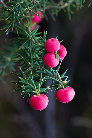 <i>Leptecophylla</i> Genus of flowering plants