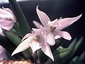 Leptotes unicolor flowers