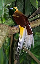 Lesser Bird of Paradise.jpg