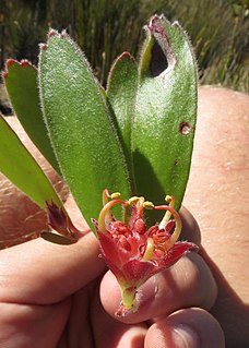 <i>Leucospermum hamatum</i> The Ruitersbos pincushion is a prostrate shrublet in the family Proteaceae from the Western Cape of South Africa