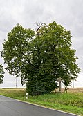 Lichtenau - 2017-08-20 - ND 05 2-3-4 Asseler Linde (02) .jpg