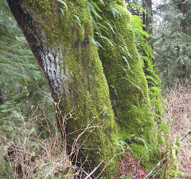 File:Licorice Ferns - Flickr - brewbooks (4).jpg