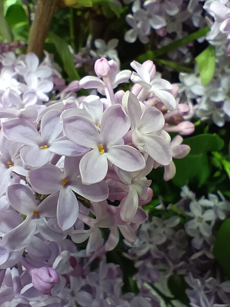 File:Lilac 0004.jpg