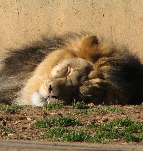 File:Lion 006.jpg