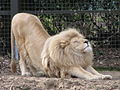 Lion stretching at Ouwehands 2010.JPG