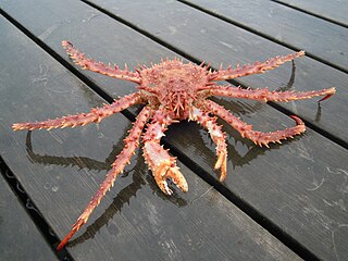 <i>Lithodes maja</i> Species of crustacean