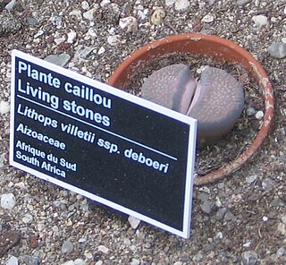 <i>Lithops villetii</i> Species of succulent