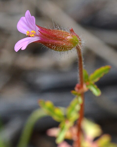 File:Little-Robin (Geranium purpureum) - Parc Natural de s'Albufera, Spain 2022-04-18 (02).jpg