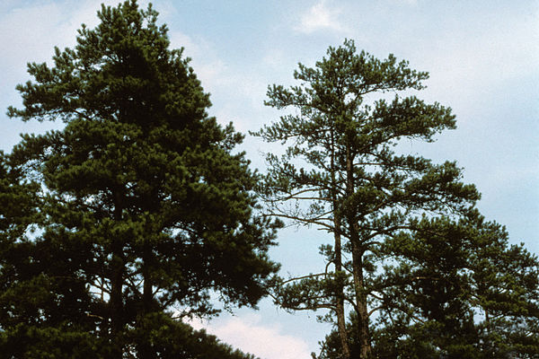 Littleleaf disease in Pinus spp. The tree on the left shows no symptoms of infection while the tree on the right shows stunted leaf growth characteris