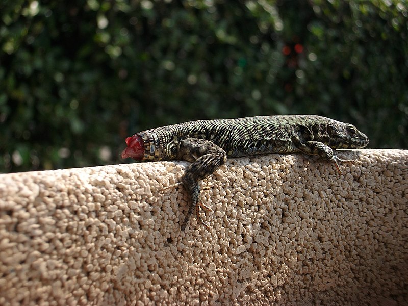 File:Lizard with lost tail wound 01.jpg