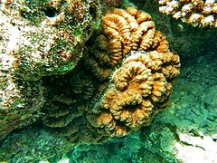 Une colonie de corail Lobophyllia sp.