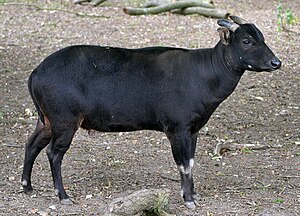 Lowland Anoa i maj 2011 i Marwell Zoo (Hampshire, Storbritannien)