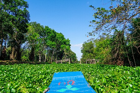 Tập_tin:Lung_Ngoc_Hoang_Water_Hyacinth.jpg