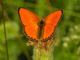 Ugninis auksinukas (Lycaena virgaureae)